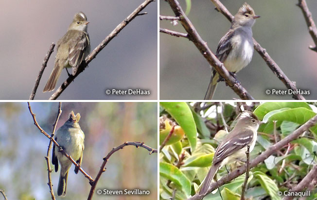 white-crested_elaenia