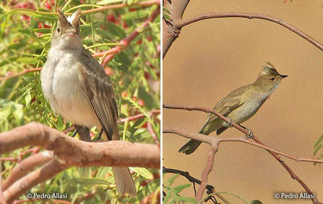 white-crested_elaenia