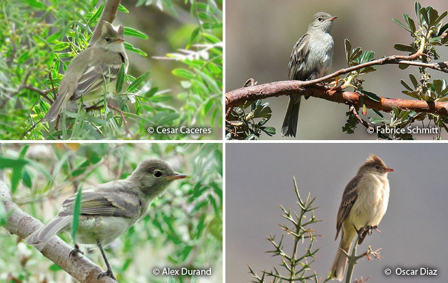 white-crested_elaenia