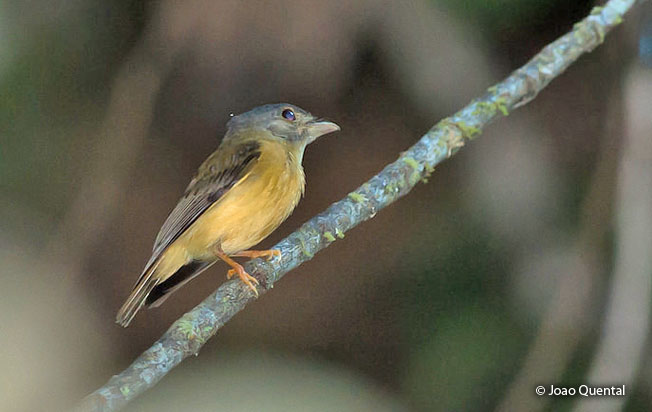 white-crested_spadebill