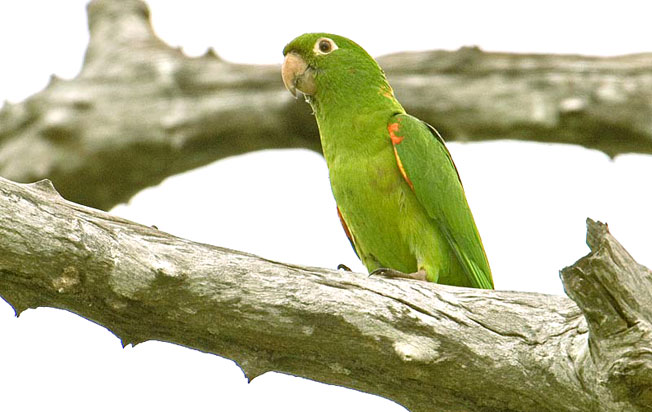 white-eyed_parakeet
