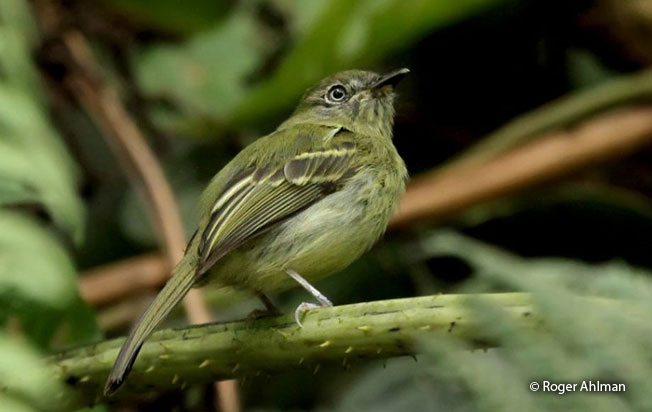 white-eyed_tody-tyrant