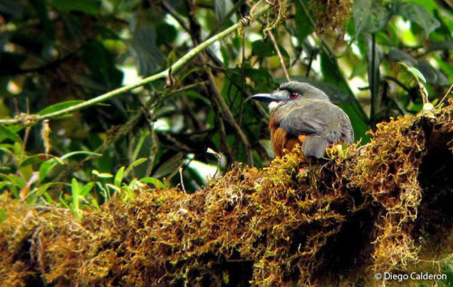 white-faced_nunbird