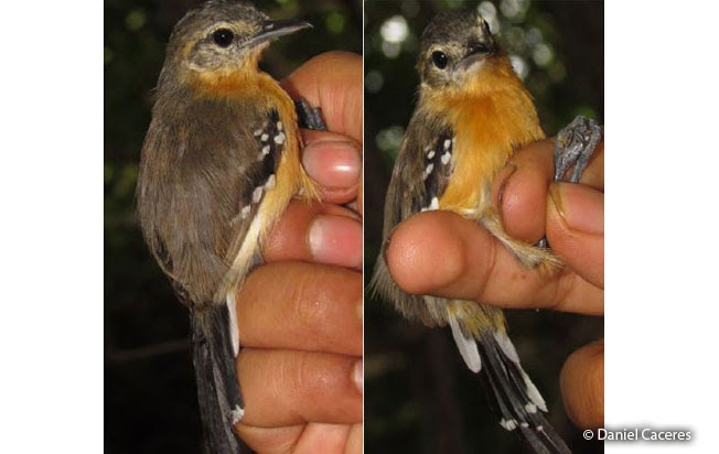 white-fringed_antwren