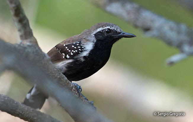white-fringed_antwren