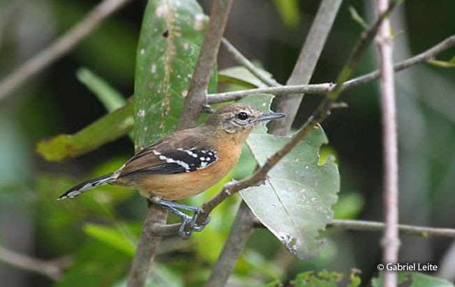 white-fringed_antwren