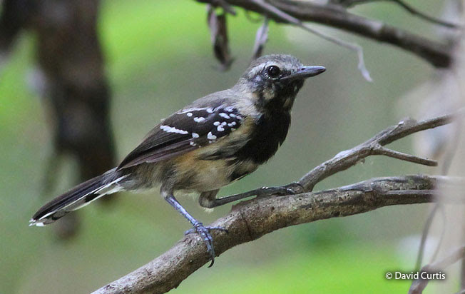 white-fringed_antwren