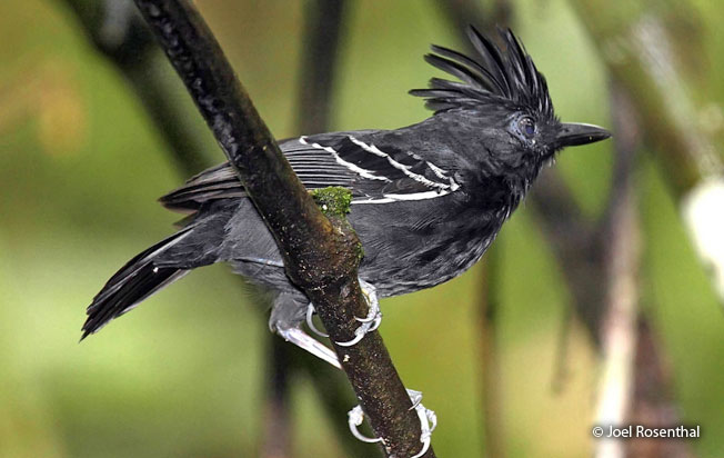 white-lined_antbird