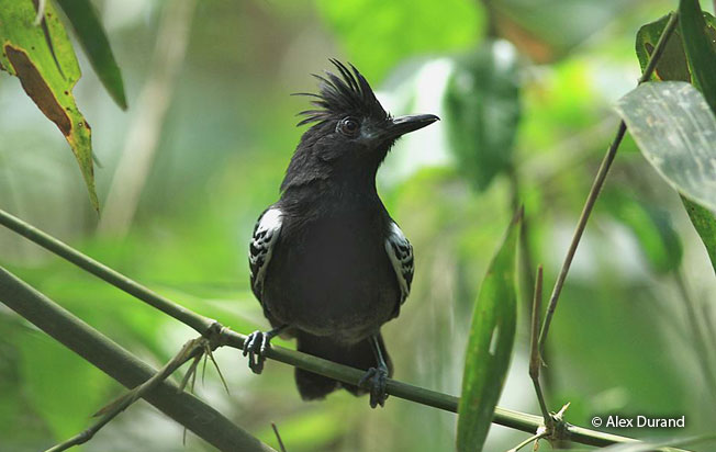 white-lined_antbird
