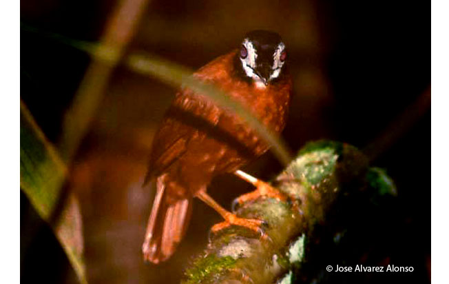 white-masekd_antbird