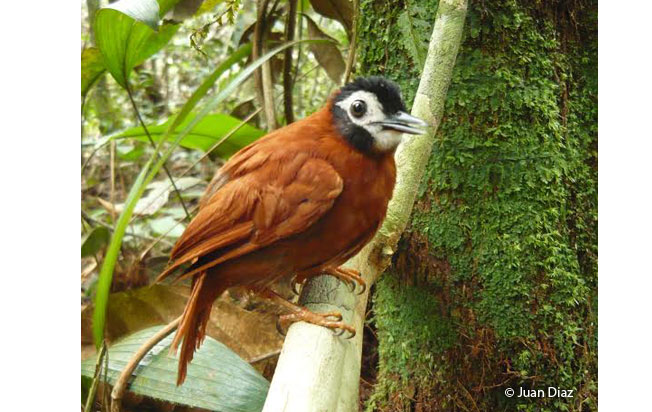 white-masekd_antbird