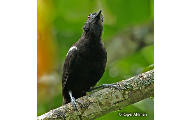 white-shouldered_antbird