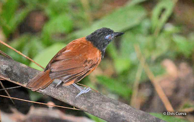 white-shouldered_antbird