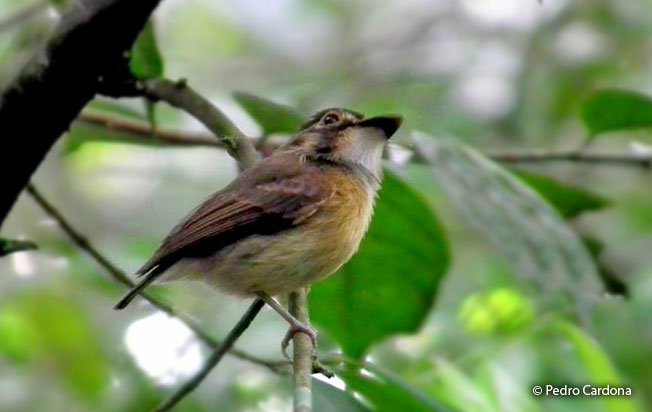white-throated_spadebill