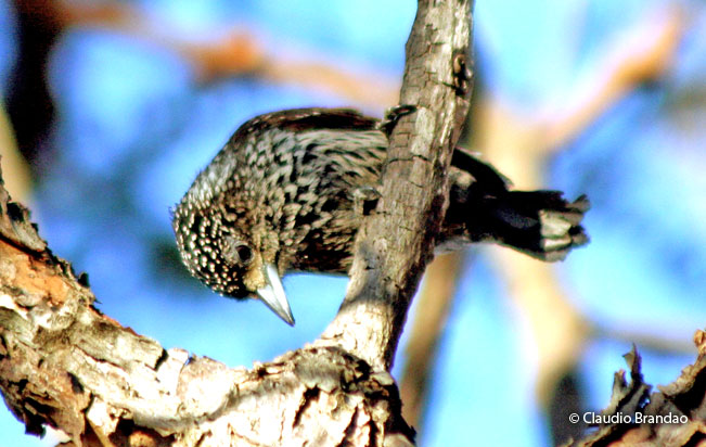 white-wedged_piculet