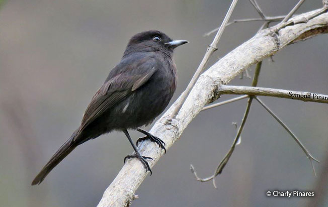 white-winged_black-tyrant