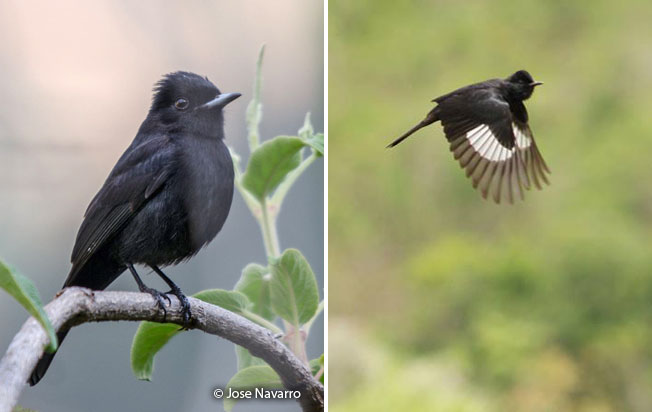 white-winged_black-tyrant