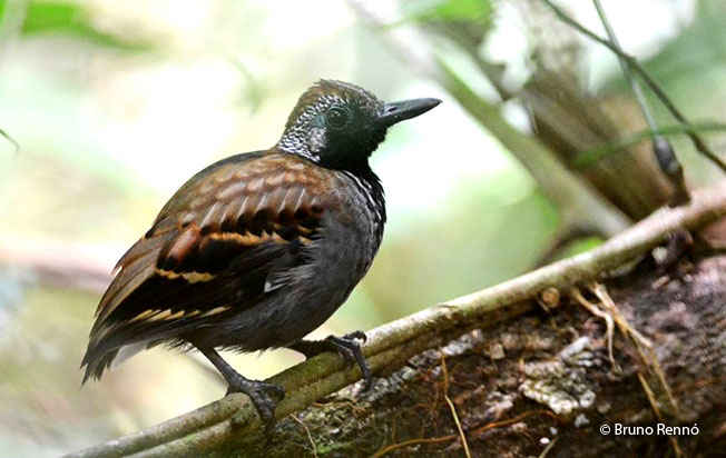 wing-banded_antbird