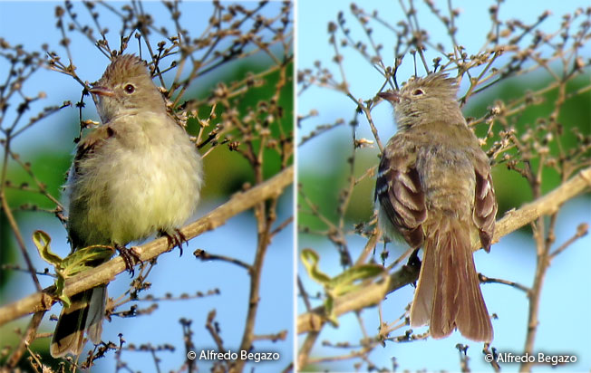 yellow-bellied_elaenia