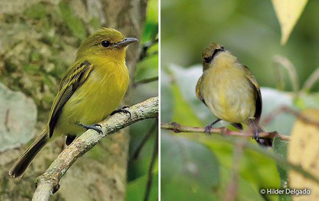 yellow-breasted_flycatcher