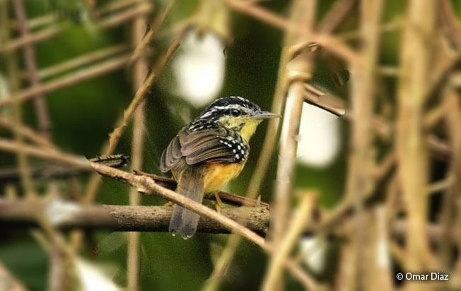 yellow-breasted_warbling_antbird