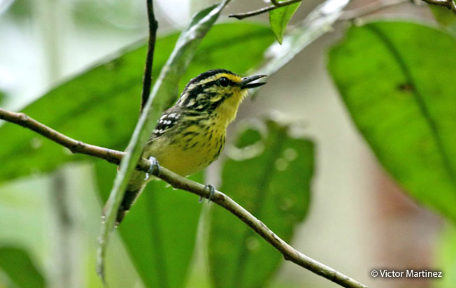 yellow-browed_antbird