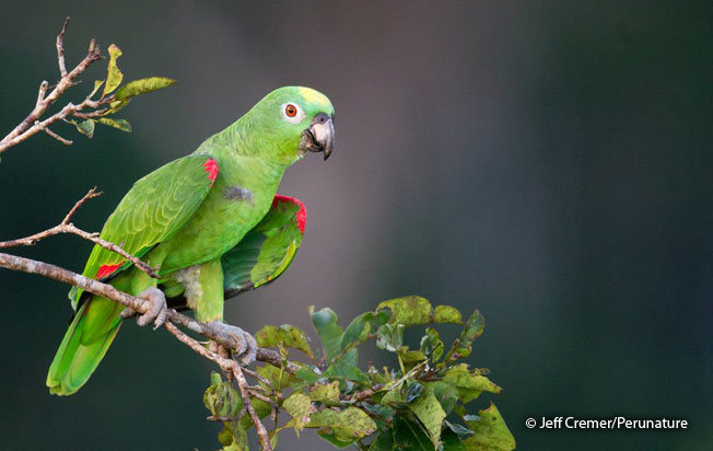 yellow-crowned-parrot