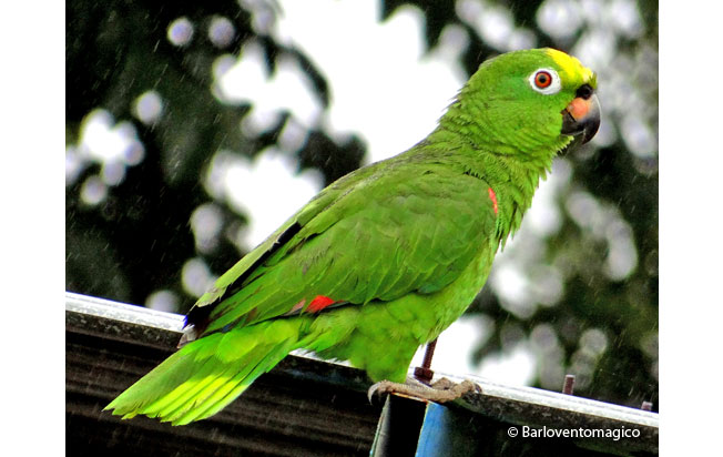 yellow-crowned-parrot