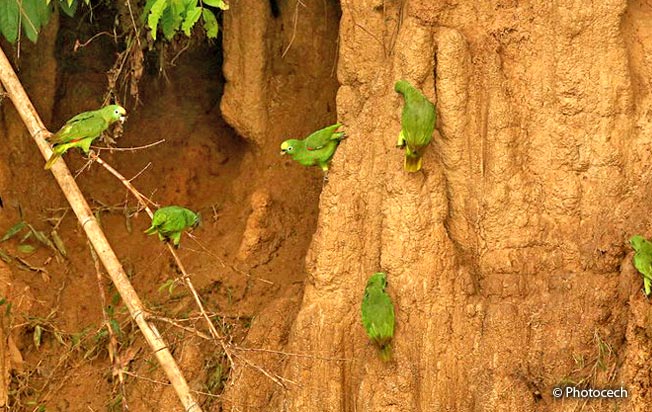 yellow-crowned-parrot