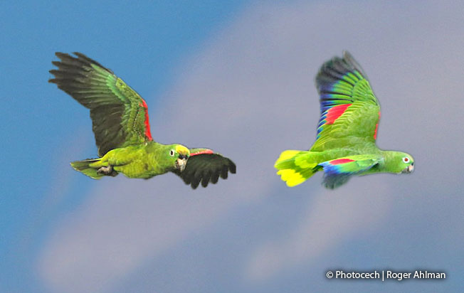 yellow-crowned-parrot