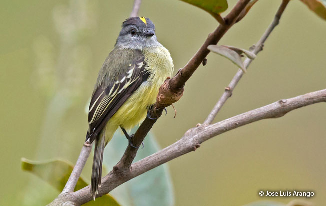 yellow-crowned_tyrannulet