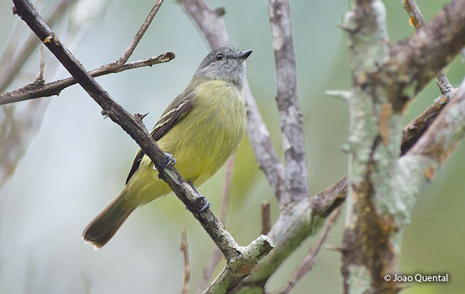 yellow-crowned_tyrannulet