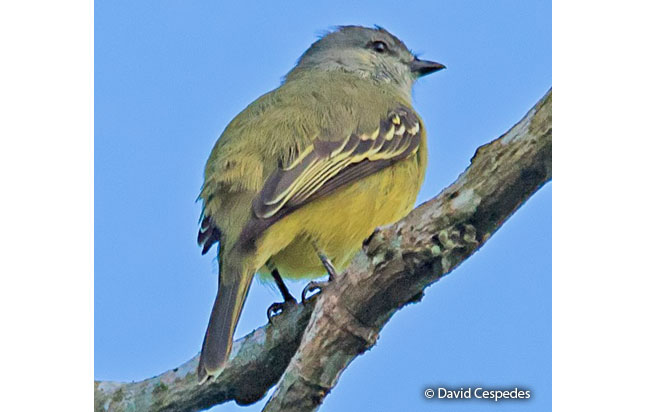 yellow-crowned_tyrannulet