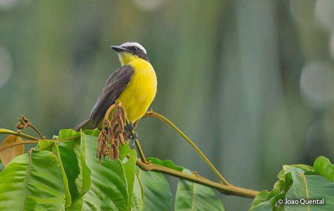 yellow-throated_flycatcher