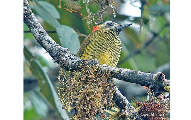yellow-vented_woodpecker