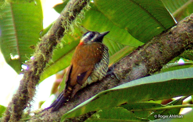 yellow-vented_woodpecker