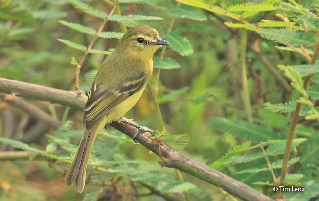 yellow_tyrannulet
