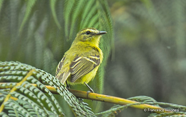 yellow_tyrannulet