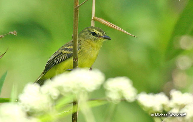 yellow_tyrannulet