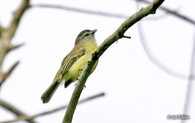 yungas_tyrannulet