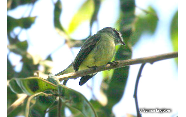yungas_tyrannulet