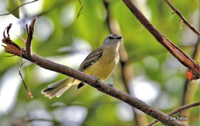 yungas_tyrannulet