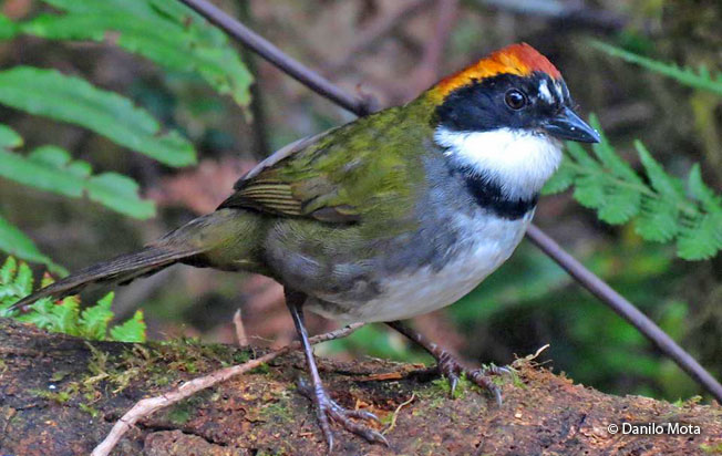 Chestnut-capped-brush-finch