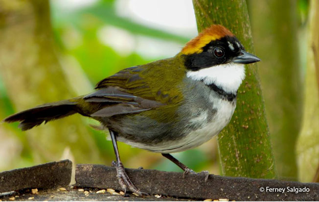 Chestnut-capped-brush-finch