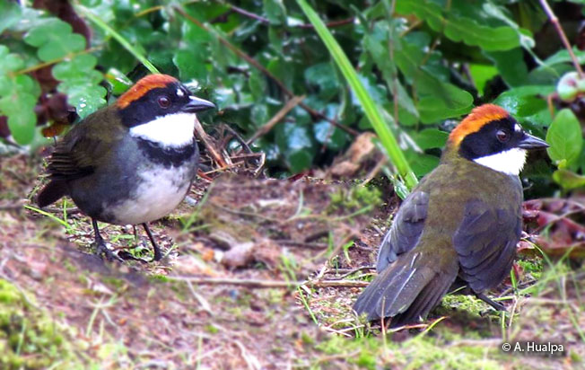 Chestnut-capped-brush-finch