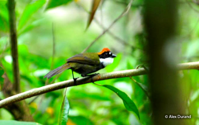 Chestnut-capped-brush-finch