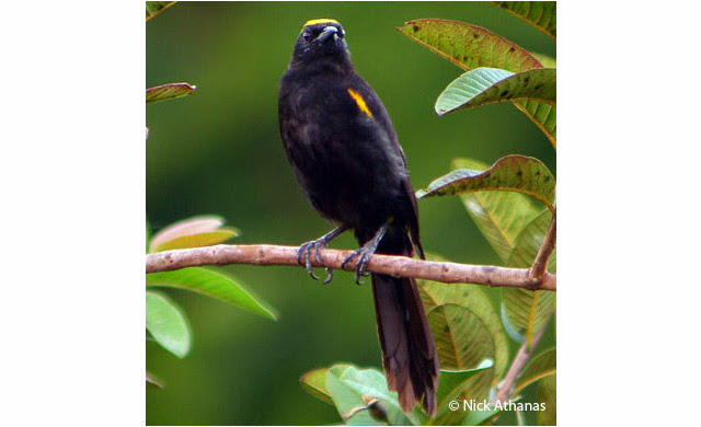 moriche oriole