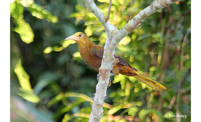 russet-backed Oropendola
