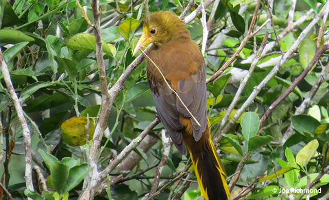 russet-backed Oropendola