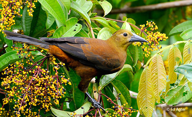 russet-backed Oropendola